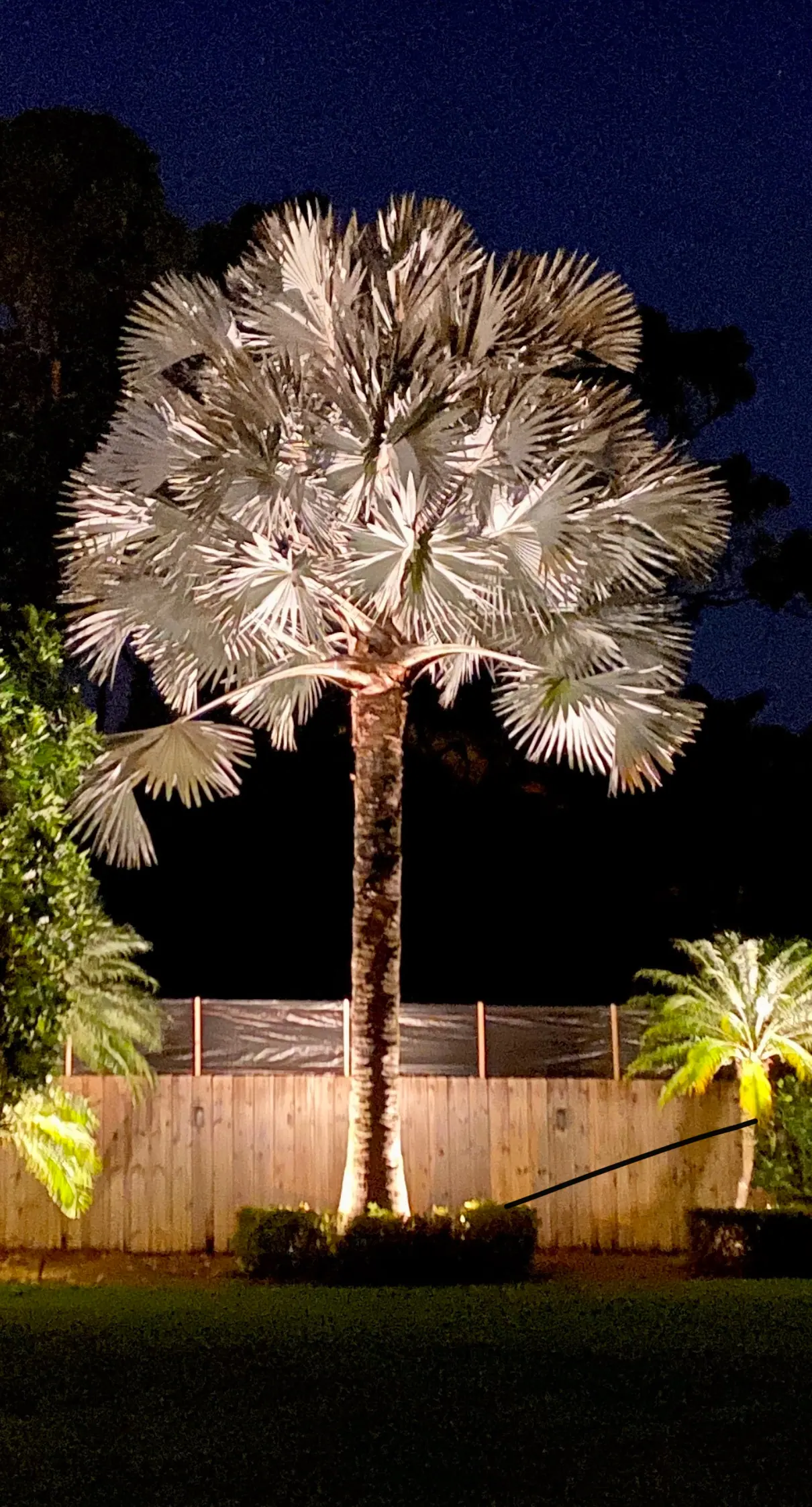 A specimen Bismarck palm uplit in warm white