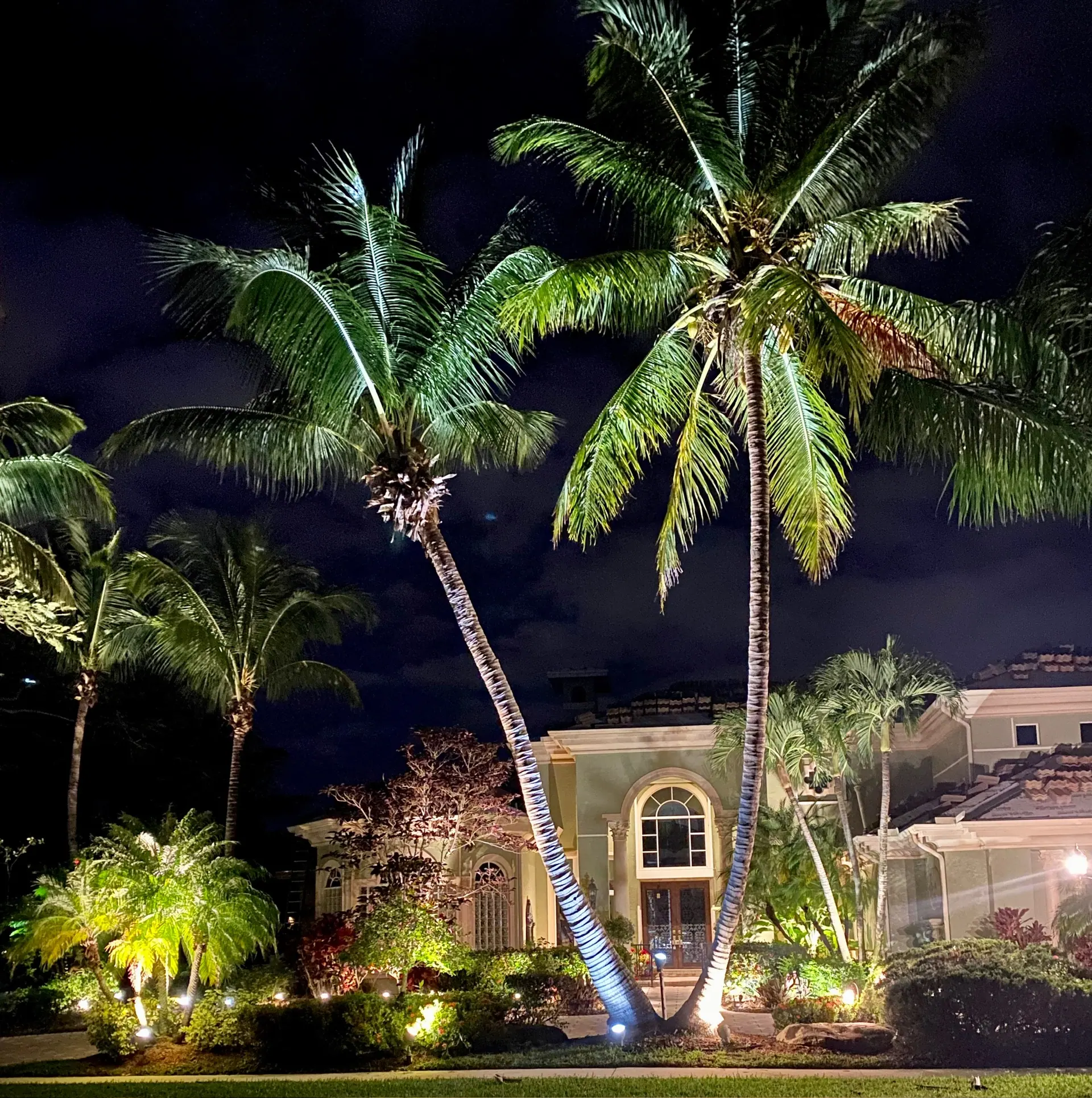 Coconut palms lit in front of a residence