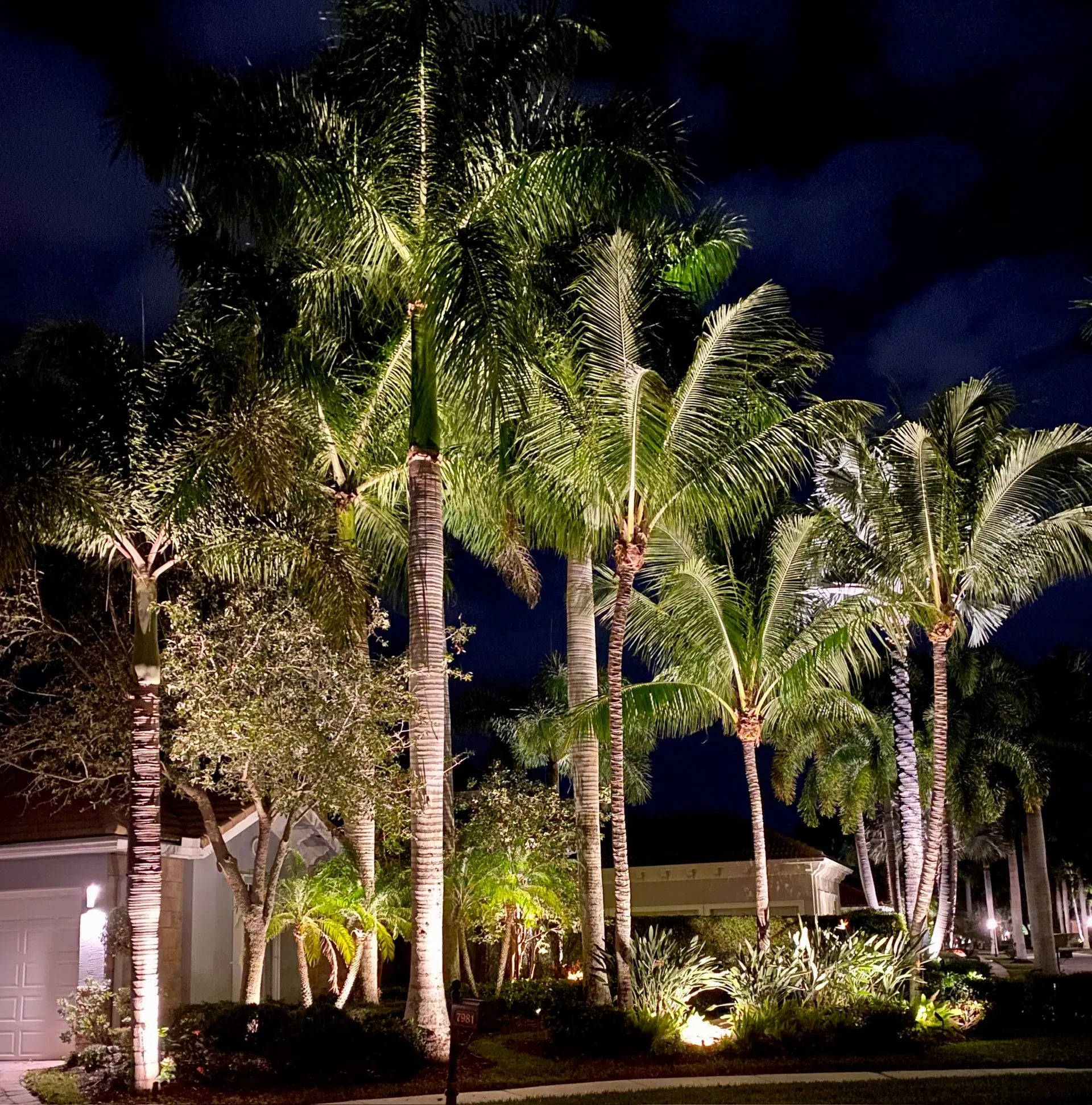A grove of palms lit in front of a residence